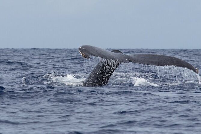 Observation DE Marine Mammals Dolphins and Ballenas EN Huatulco - The Sum Up