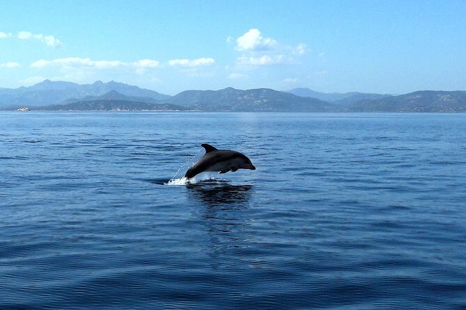 Observation of Dolphins and Snorkeling in a rubber boat in Olbia - Authentic Feedback and Highlights from Travelers