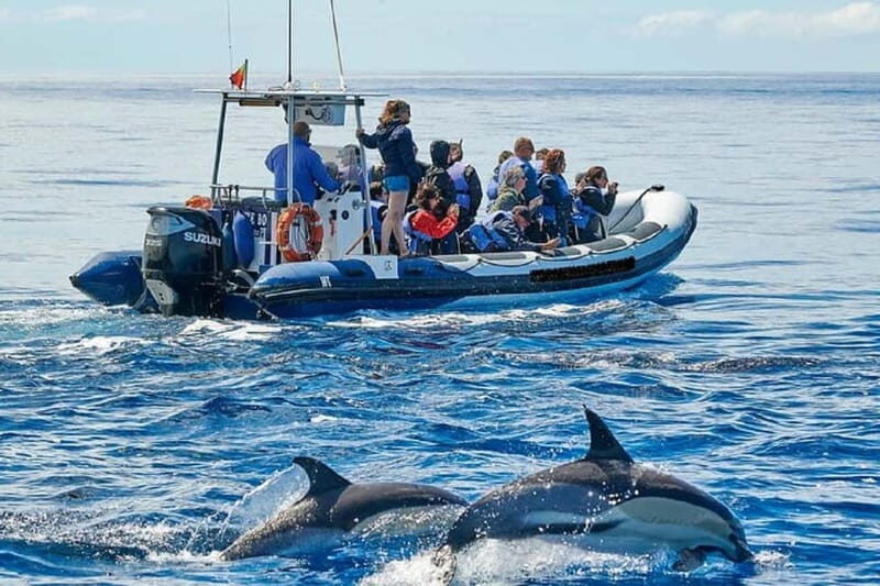 Observation of whales and dolphins in island Pico - Key Points