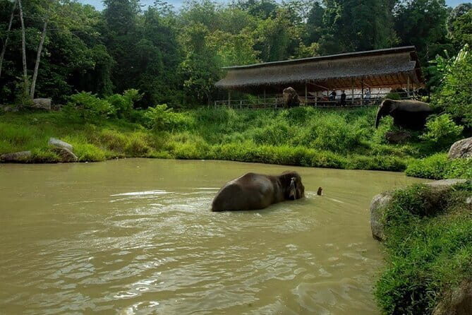Observing Elephant Nature (NO RIDING NO BATHING) - Key Points