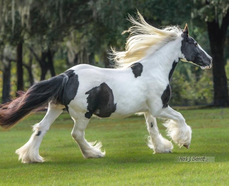 Ocala: Gypsy Gold Horse Farm Guided Walking Tour - What to Expect on the Gypsy Gold Horse Farm Tour