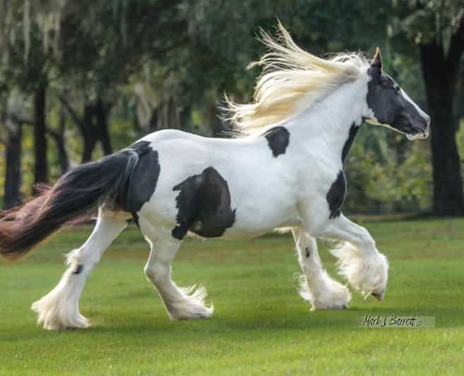 Ocala: Gypsy Gold Horse Farm Guided Walking Tour - Practical Tips for Visitors