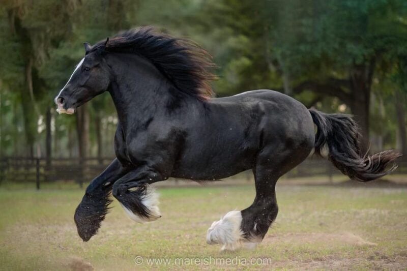 Ocala: Gypsy Gold Horse Farm Guided Walking Tour - FAQ