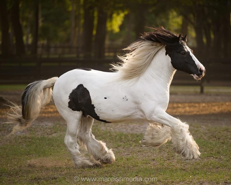 Ocala: Gypsy Gold Horse Farm Horses & History Tour - Ocala: Gypsy Gold Horse Farm Horses & History Tour