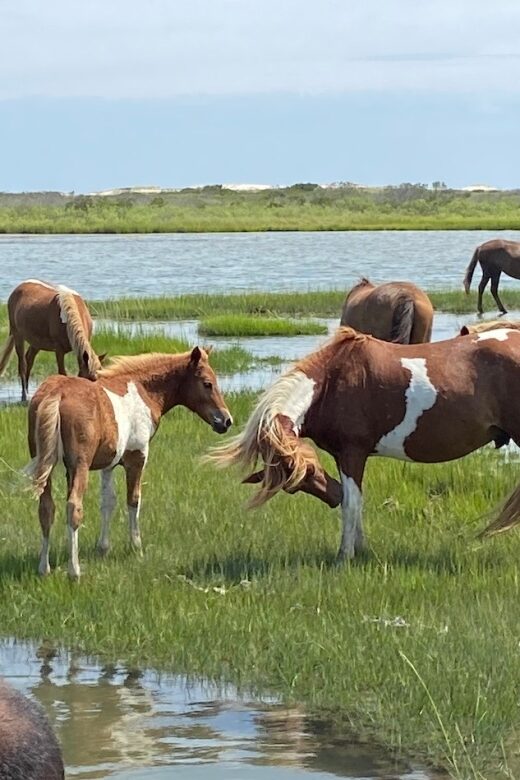 Ocean City: Assateague Island Morning Cruise - Detailed Look at the Experience