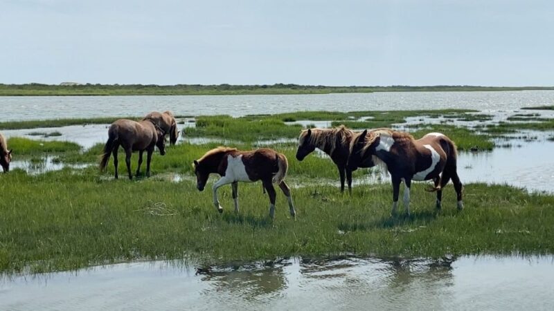 Ocean City: Assateague Island Morning Cruise - Frequently Asked Questions