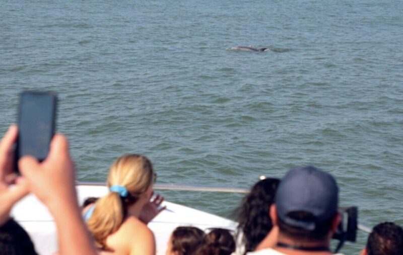 Ocean City, MD: Coastal Speedboat Tour with Dolphin Spotting - Entertainment and Educational Value