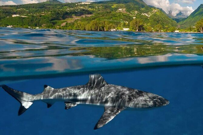 Ocean Discovery and Snorkelling in Tahiti - Is It Worth the Price?