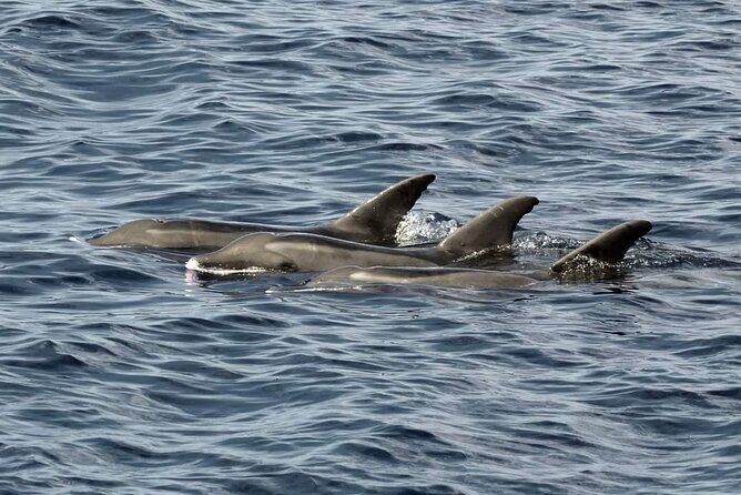 Ocean Discovery and Snorkelling in Tahiti - Who Will Love This Tour?