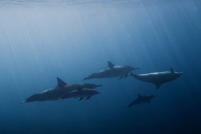 Ocean Discovery and Snorkelling in Tahiti - The Sum Up