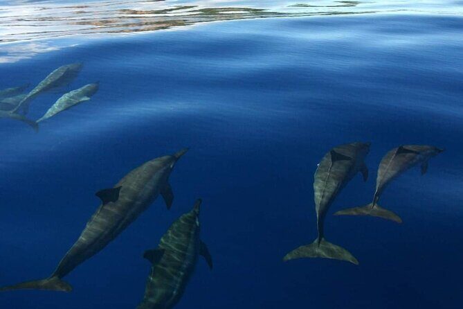 Ocean Discovery and Snorkelling in Tahiti - FAQ