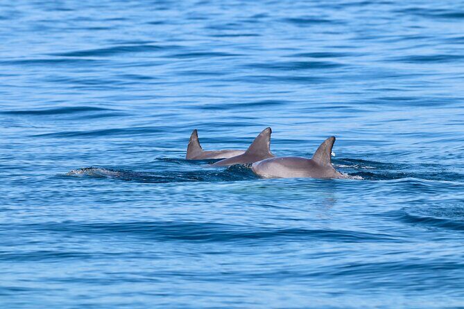 Ocean Explorer Tour from Lake Macquarie - Authentic Experiences and Customer Insights