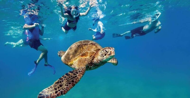 Ocean Reef Snorkeling and Paddleboarding - Who Will Love This Tour?