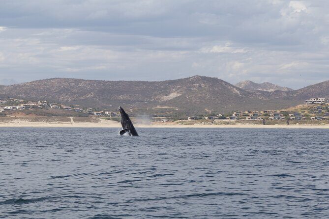 Ocean Safari in San Jose del Cabo - Logistics and Practicalities