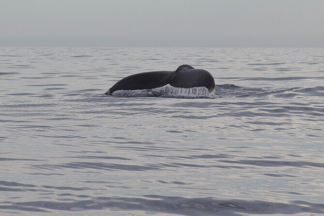 Ocean Safari in San Jose del Cabo - Final Thoughts
