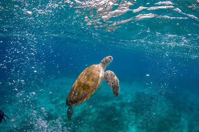 Ocean Safari: Orcas, Whales & Baja's Ocean Giants Adventure - Analyzing the Value: Is It Worth It?