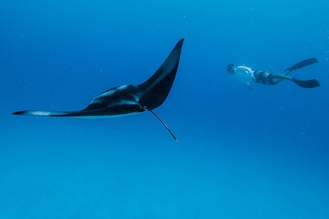 Ocean Safari: Orcas, Whales & Baja's Ocean Giants Adventure - Authenticity and Experience: What Sets This Tour Apart