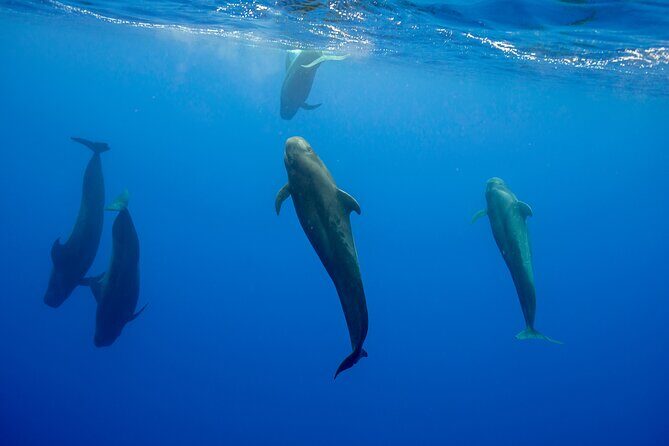 Ocean Safari: Orcas, Whales & Baja's Ocean Giants Adventure - Final Thoughts