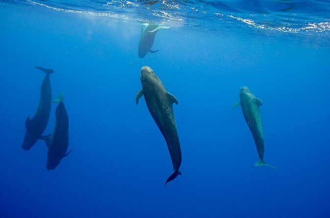 Ocean Safari: Orcas, Whales & Baja's Ocean Giants Adventure - Frequently Asked Questions