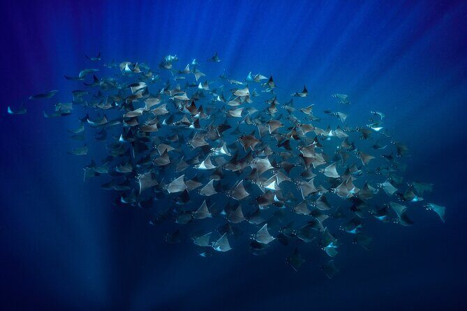 Ocean Safari: Sea Lions, Mobula Rays, Dolphins, Orcas & Whales - Key Points