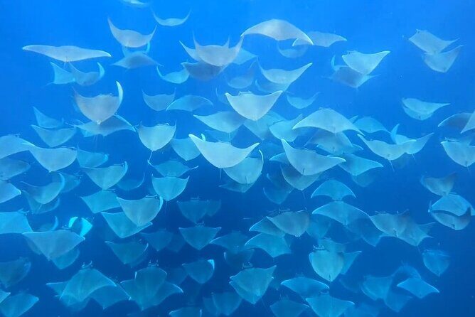 Ocean safari, snorkel with pelagic animals - Practical Details and Considerations