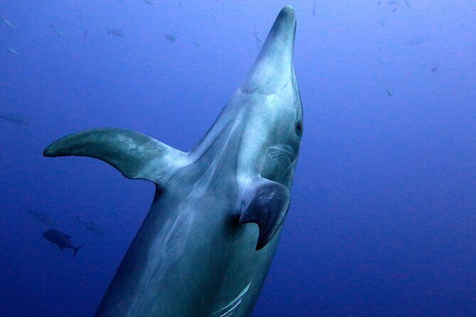 Ocean safari, snorkel with pelagic animals - Who Will Enjoy This Tour?