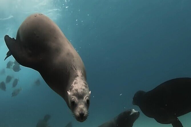 Ocean safari, snorkel with pelagic animals - The Sum Up