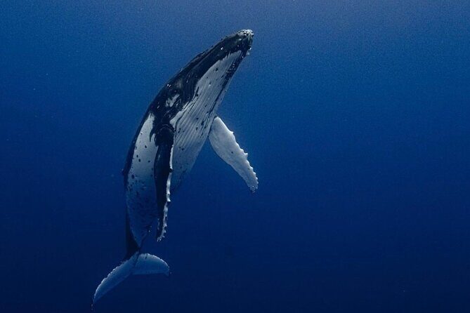 Ocean Safari Tour in Cabo San Lucas - A Closer Look at the Tour Itinerary