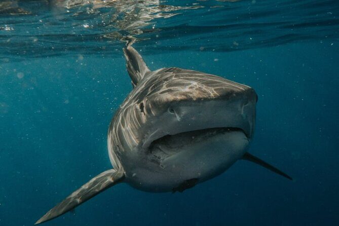 Ocean Safari Tour in Cabo San Lucas - Wrap-Up: Is It Worth It?