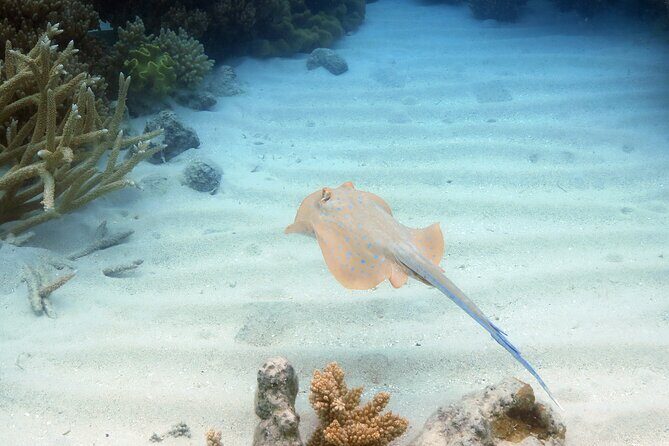 Ocean Spirit Sail to Michaelmas Cay Snorkel or Dive, from Cairns - Final Thoughts