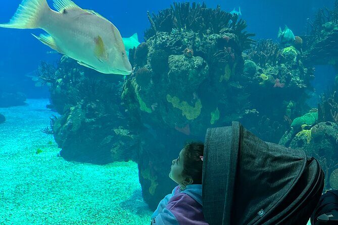 Oceanarium, Telecabine and San George Castelo Full Day Trip - Key Points