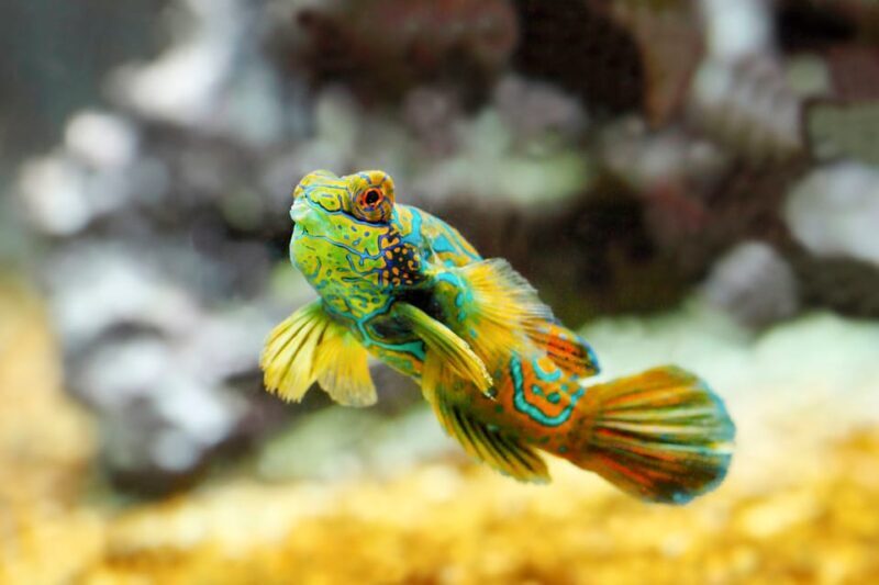 Oceanographic Museum of Monaco Ticket - FAQ