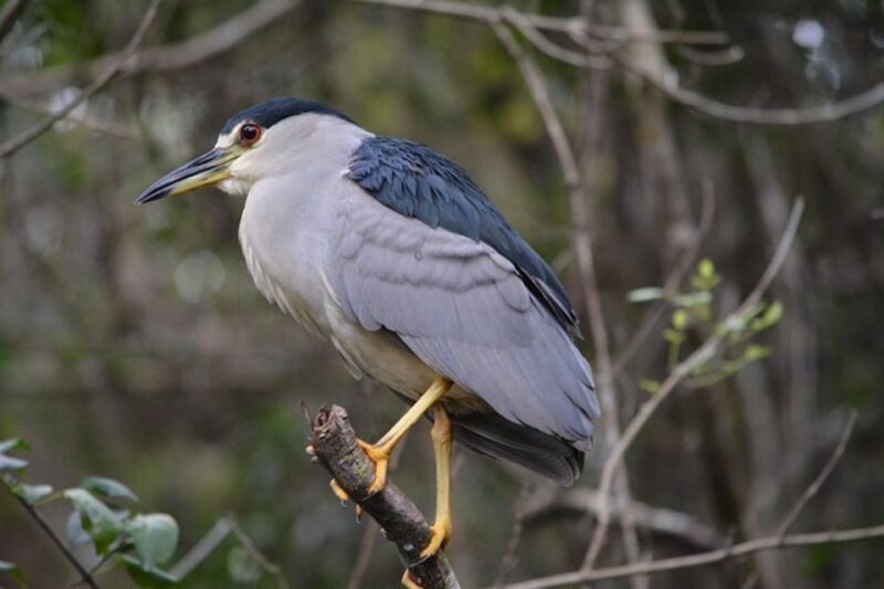 Ochopee: Half-Day Mangrove Tunnel Kayak Tour - Pricing and Value