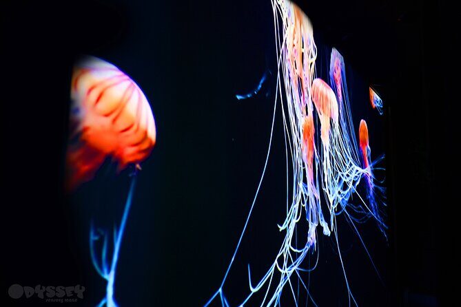 Odyssey Sensory Maze Entry Auckland Ticket - Key Points