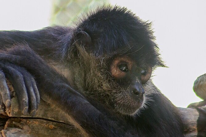Off Road ATV Cenote Monkeys and Snorkel with Sea Turtles - Key Points