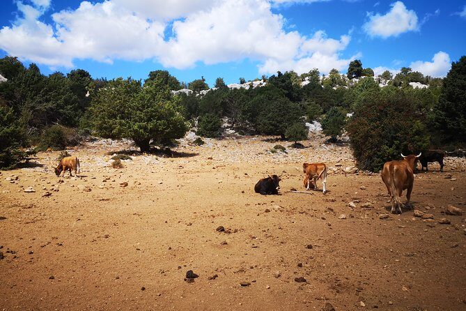 Off-road tour in the Supramonte and visit to Pischina Gurthàddala - Inside the Off-road Experience: What to Expect