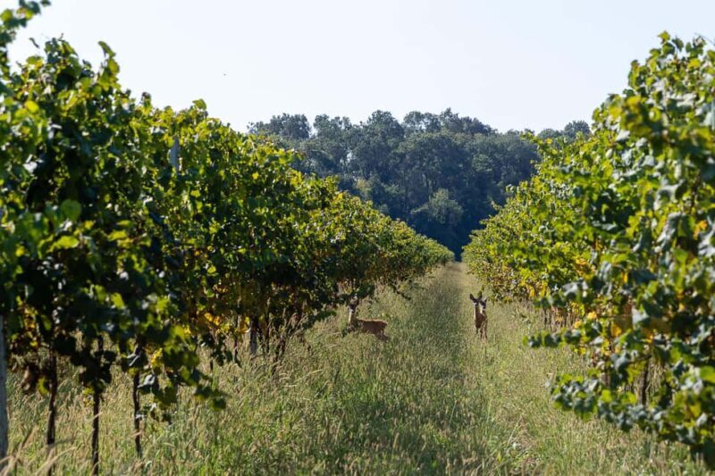 Off-road tour through vineyards and organic wine tasting Villa Bogdano 1880 - What Makes This Tour Special