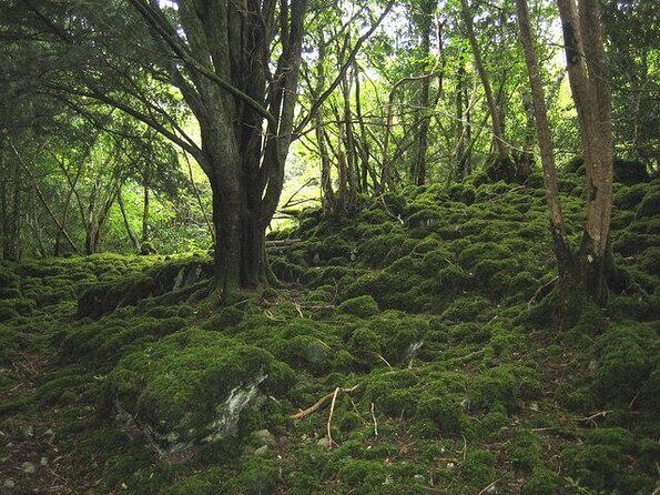 Off the beaten Path Private Tour of Ring of Kerry - Key Points