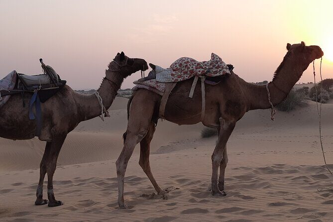 Off the beaten track overnight Camel Safari Tour Jaisalmer - An in-Depth Look at the Camel Safari Experience