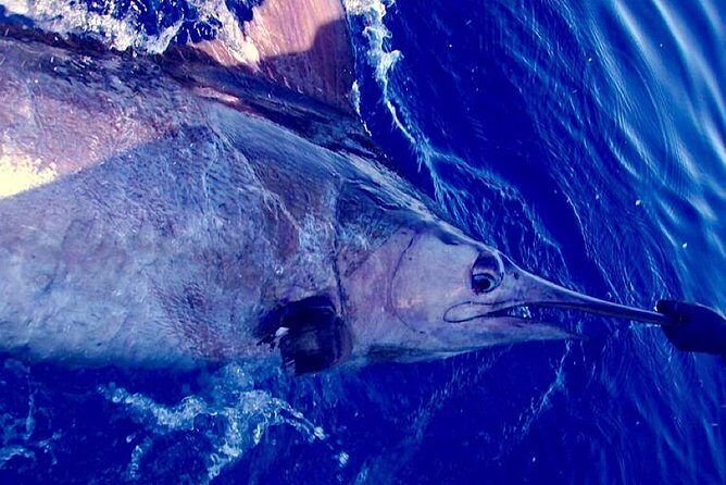 Offshore Sport & Flyfishing - 7 hours - Frequently Asked Questions