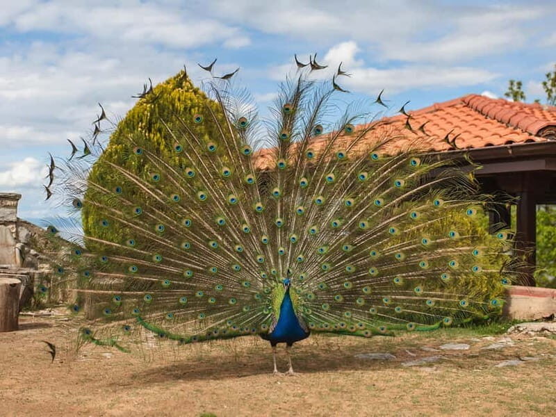 Ohrid & Traditional Village: Private Tour from Tirana/Durres - An In-Depth Look at the Itinerary & Highlights