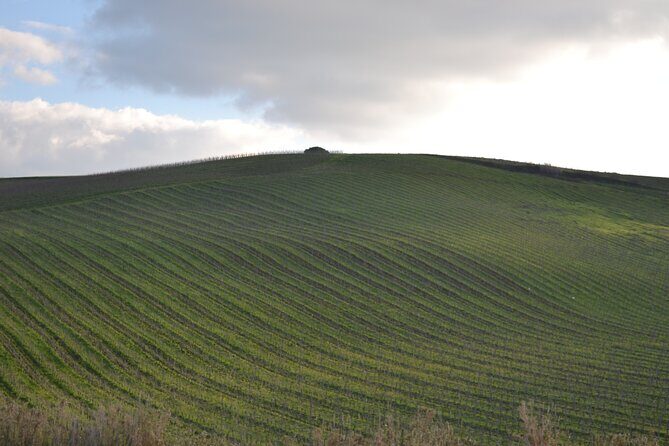 Oil Tour in Historic Baglio Florio Adamo with Lunch - Pricing and Value