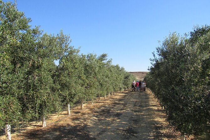 Oil tourism in Pulpí Discover the World of EVOO - Authenticity and Value