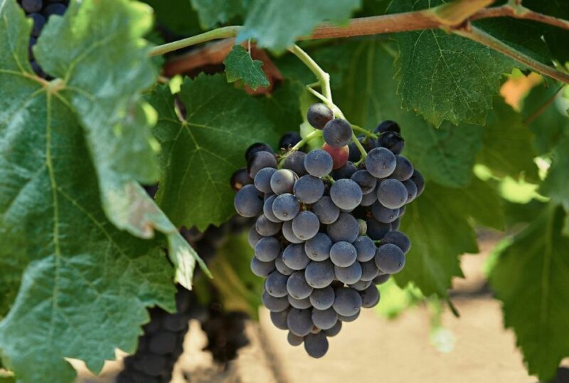 Oil & Wine Tasting - Exploring the Experience: A Deep Dive into the Tour