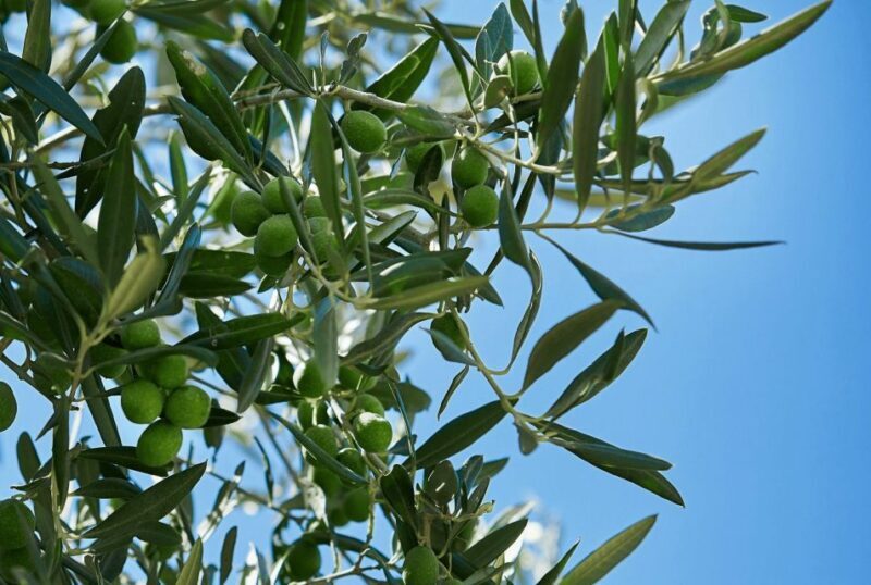 Oil & Wine Tasting - Practical Details and Value