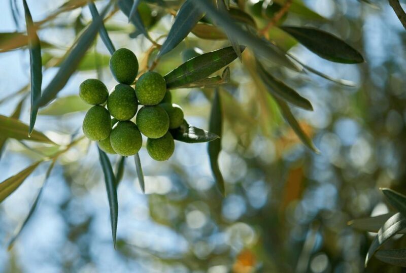 Oil & Wine Tasting - Authentic, Personal Experiences Matter