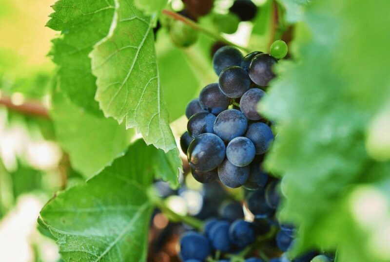 Oil & Wine Tasting - Who Will Love This Tour?