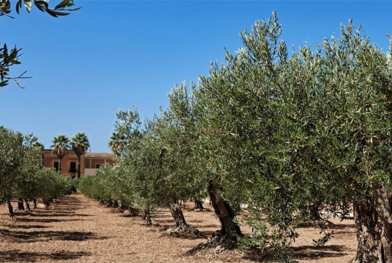 Oil & Wine Tasting - FAQs