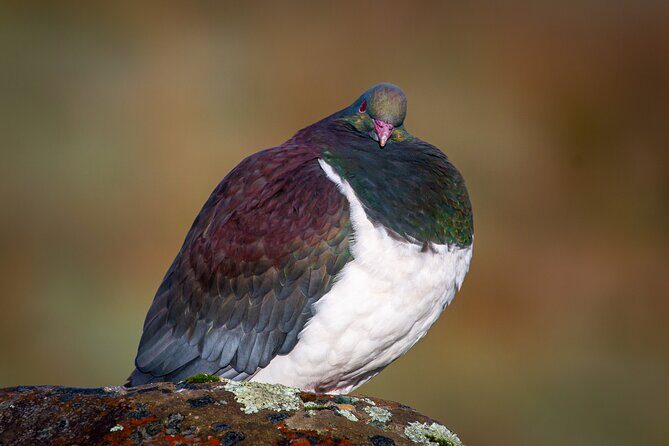 Okarito Nature Tour - An Introduction to the Okarito Nature Tour