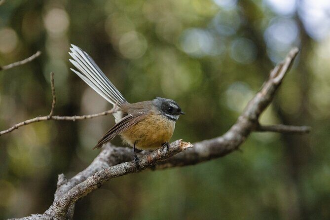 Okarito Nature Tour - What’s Included and What’s Not